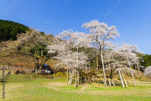 満開の根尾谷薄墨桜（岐阜県本巣市・淡墨公園）