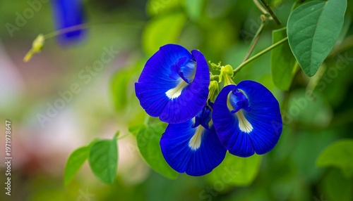 Vibrant Butterfly Pea Flowers Blooming in the Garden.