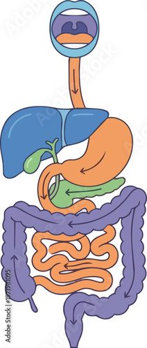 Human Digestive System Anatomy.
