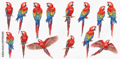 Set of watercolor red macaw parrots in various poses, isolated on transparent background, tropical birds collection.