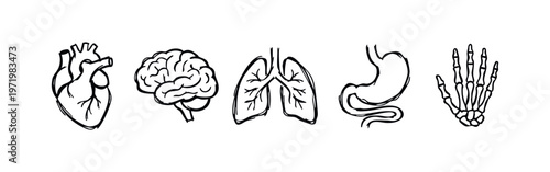 Hand Drawn Brush Stroke Human Organs and Anatomy Icons Set