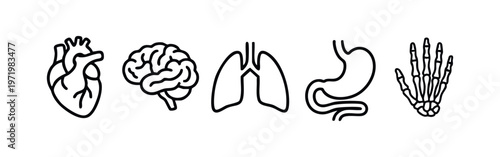 Clean Line Art Human Organs and Anatomy Icons Set