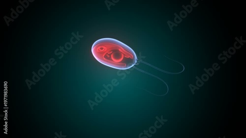Chlamydomonas algae anatomy. 3d illustrations