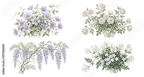 Vintage Botanical Illustrations of Flowering Plants.