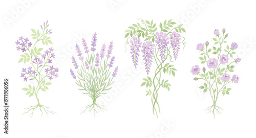 Botanical Illustration of Four Flowering Plant Varieties.