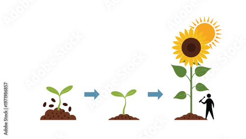 Life cycle stages of a sunflower plant growth process from a small seedling sprout to a tall blooming yellow flower under bright sunshine.