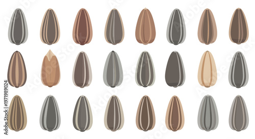 Sunflower Seeds Variety - Natural Food Ingredient, Healthy Snack