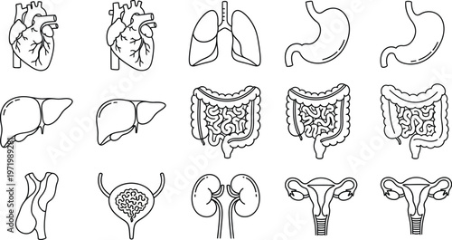 Simple line art vector icons of essential human internal organs