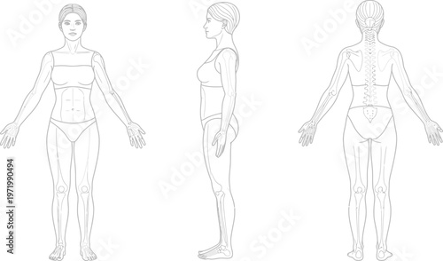 Female skeletal structure vector illustration views for anatomical study