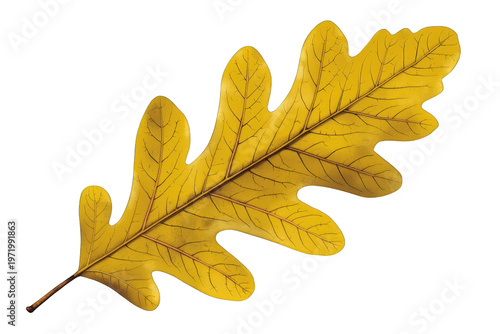 Yellow oak leaf showing autumn fall colors and intricate vein pattern on transparent background