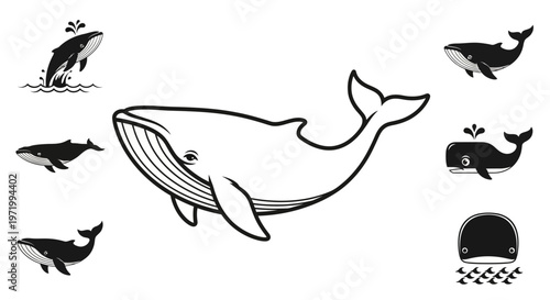 Whale Collection: Illustrations of Whales in Various Poses and Styles