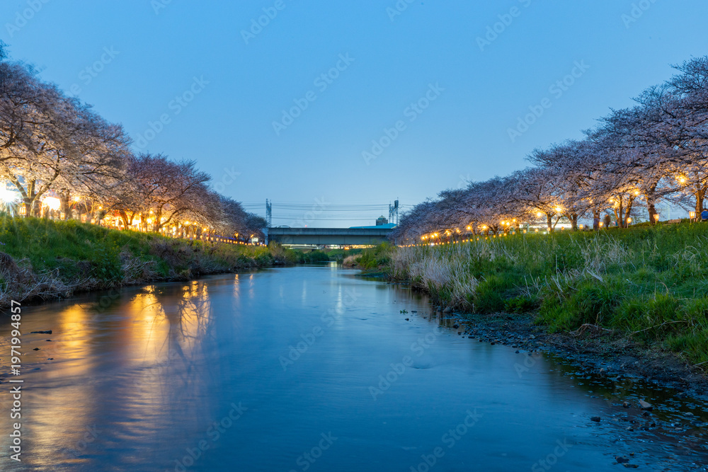 Fototapeta premium 黒目川の夜桜