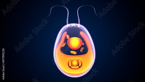Chlamydomonas insect anatomy. 3d illustrations