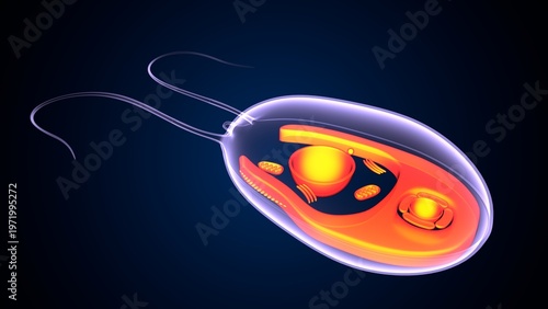 Chlamydomonas insect anatomy. 3d illustrations