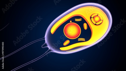 Chlamydomonas insect anatomy. 3d illustrations