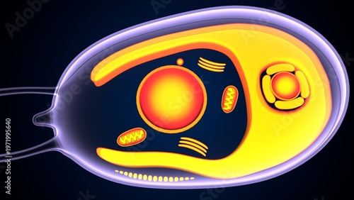 Chlamydomonas insect anatomy. 3d illustrations