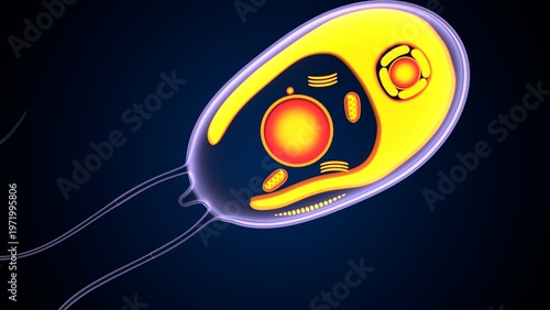 Chlamydomonas insect anatomy. 3d illustrations