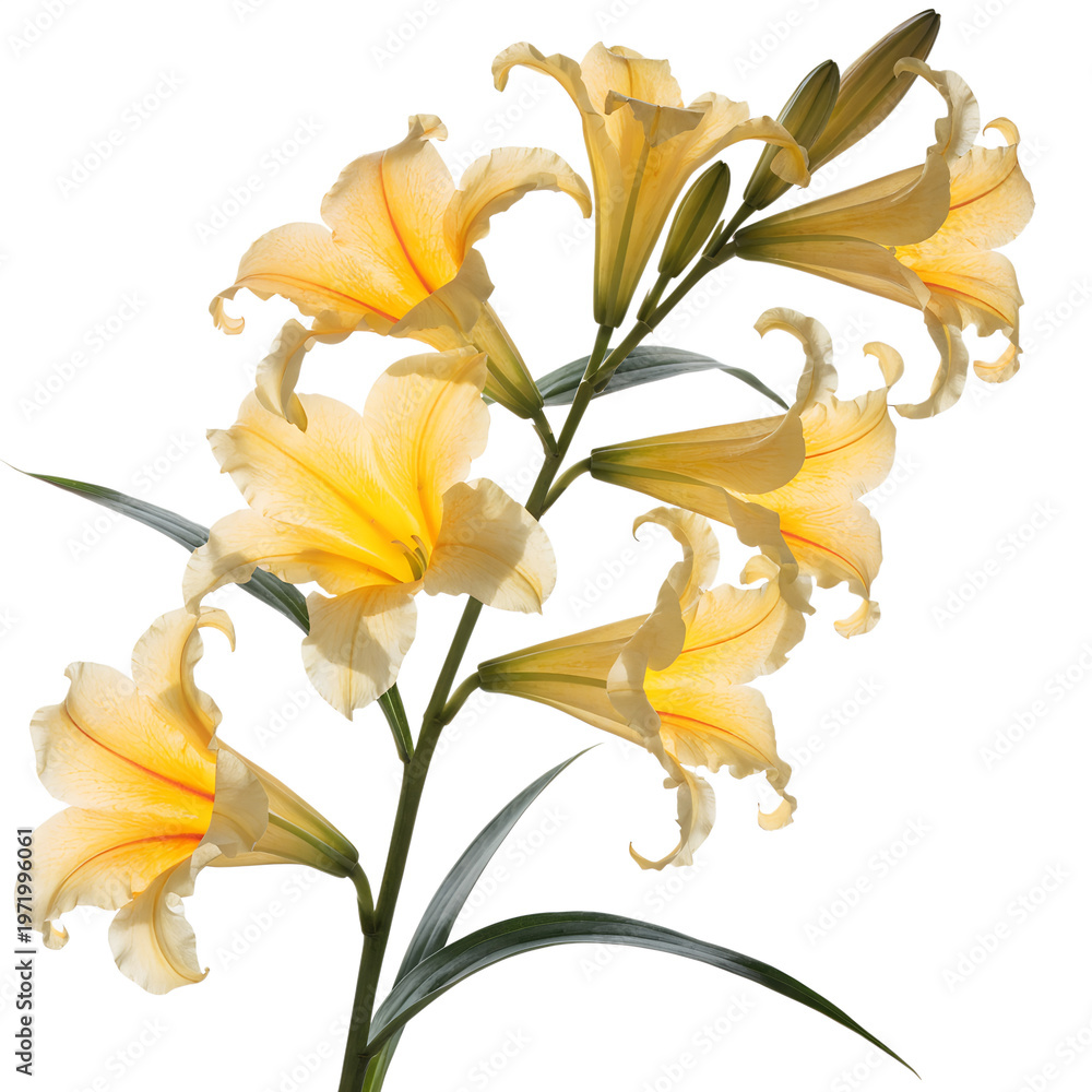 Obraz premium yellow lily isolated on white
