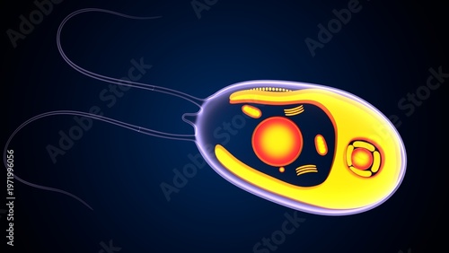 Chlamydomonas insect anatomy. 3d illustrations