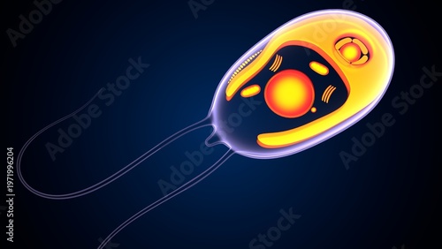 Chlamydomonas insect anatomy. 3d illustrations