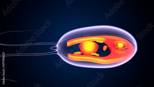 Chlamydomonas insect anatomy. 3d illustrations