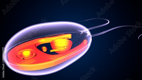 Chlamydomonas insect anatomy. 3d illustrations