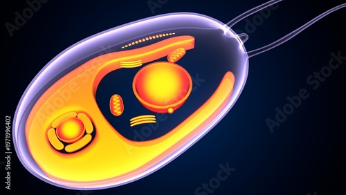 Chlamydomonas insect anatomy. 3d illustrations