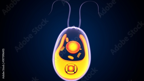 Chlamydomonas insect anatomy. 3d illustrations