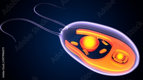 Chlamydomonas insect anatomy. 3d illustrations
