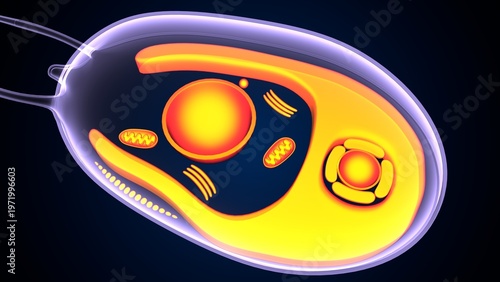 Chlamydomonas insect anatomy. 3d illustrations