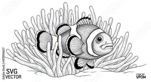 Clownfish Swimming in Sea Anemone, Black and White Vector Illustration
