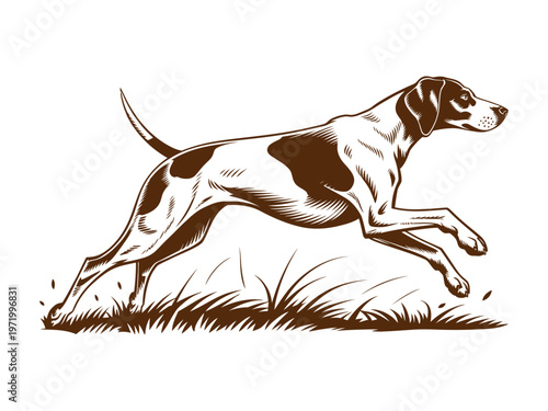 English Setter Dog Running Through Grass Isolated On White For Pet Care Concepts