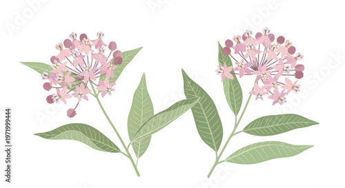 Delicate Pink Milkweed Flowers and Green Leaves, Botanical Illustration