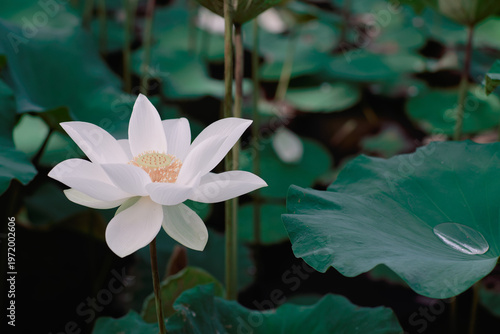 Lotus Flower from Luodong Sports Park, Yilan, Taiwan.