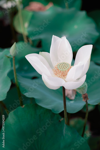 Lotus Flower from Luodong Sports Park, Yilan, Taiwan.