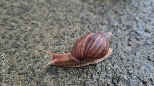 snail on the road
