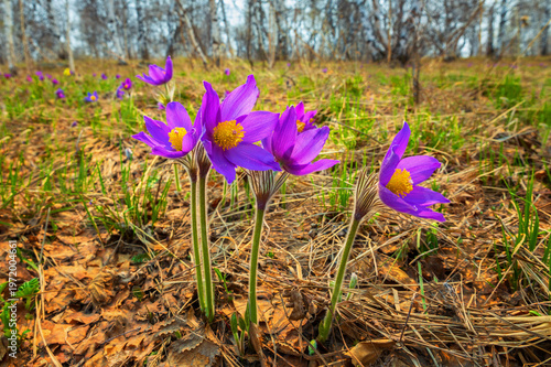 A blooming purple snowdrop in the Southern Urals