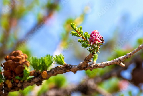 a branch of the most popular larch tree with flowering cones