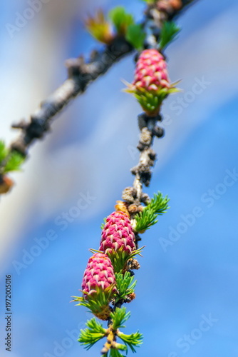 a branch of the most popular larch tree with flowering cones