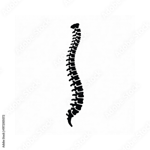 Human spine illustration a detailed black silhouette on a white background