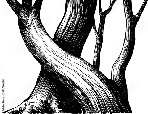 Detailed black ink of intertwined tree trunks with textured bark a white background