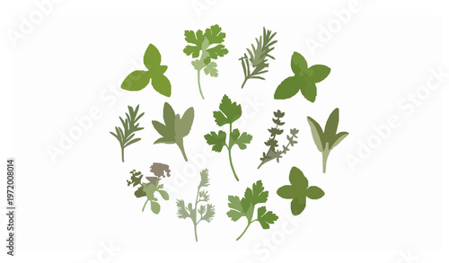 Premium realistic culinary herb icon set with basil mint rosemary parsley thyme coriander vector illustration for branding and packaging