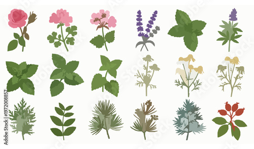 Realistic essential oil plant vector set with rose lavender chamomile mint cedar pine juniper for spa and cosmetic branding illustration