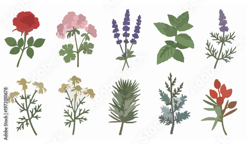 Hand drawn essential oil plant set with lavender rose chamomile mint cedar pine vector illustration for aromatherapy and spa design