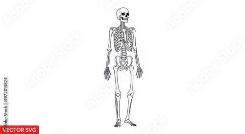 Human Skeleton Anatomy Illustration