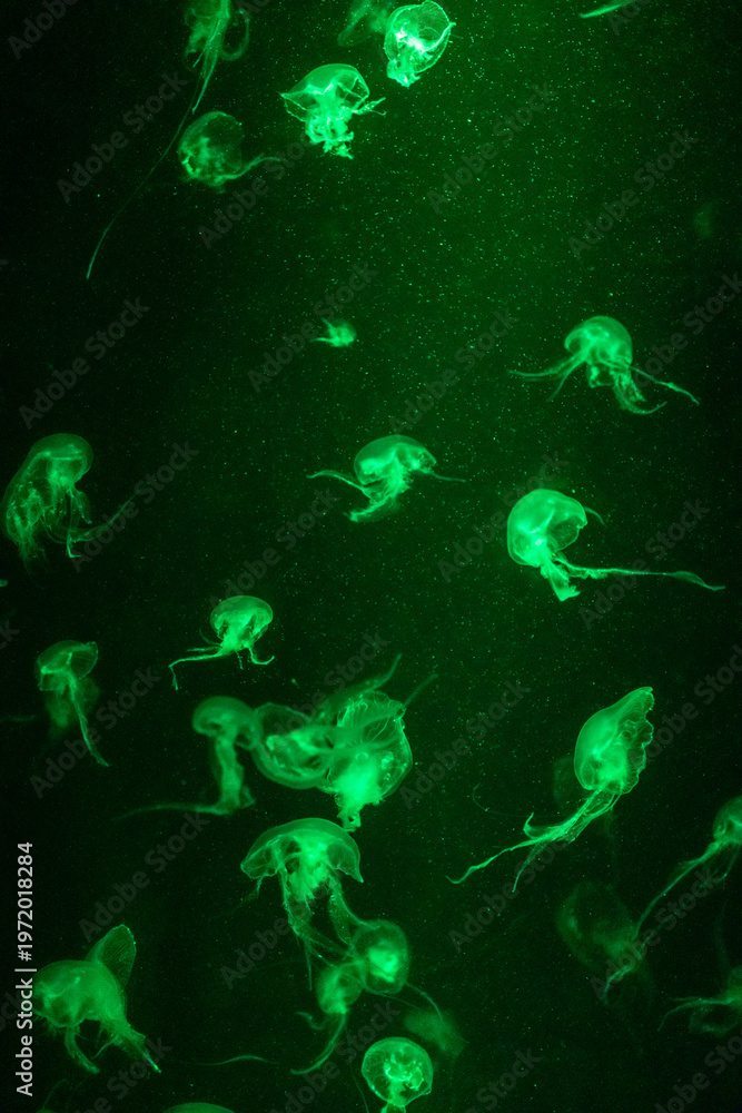 Fototapeta premium Illuminated transparent jellyfish in the aquarium