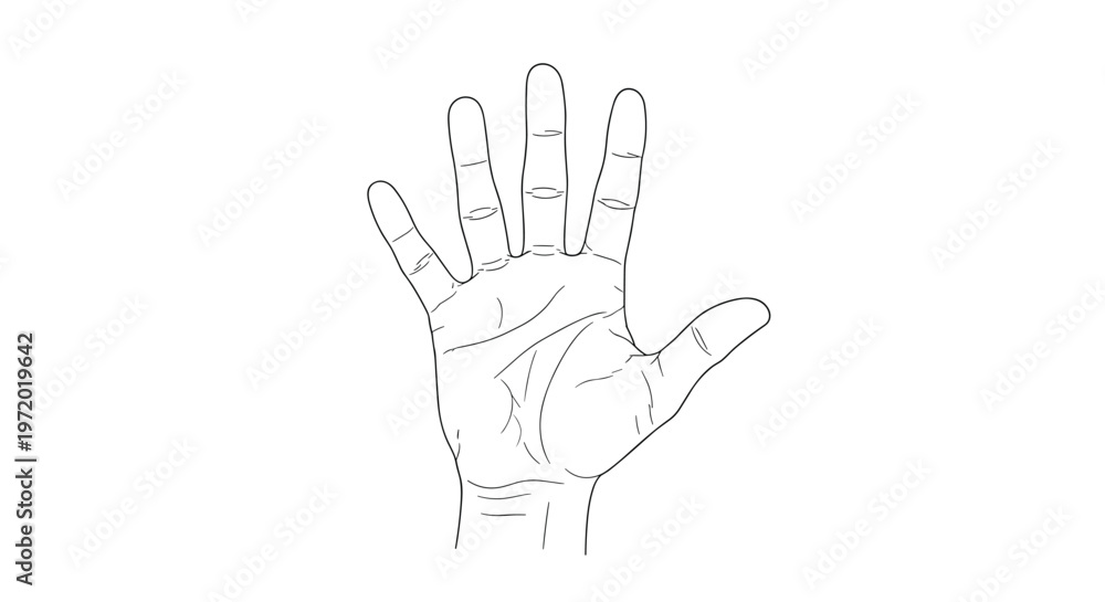 Fototapeta premium Detailed line art illustration of an open human palm showing various hand lines for palmistry, health, or anatomical study purposes.
