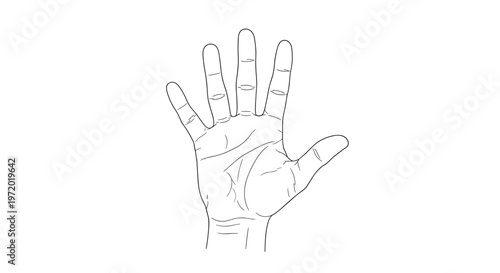 Detailed line art illustration of an open human palm showing various hand lines for palmistry, health, or anatomical study purposes.