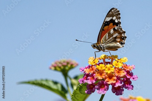 A butterfly is flying over a flower with a blue sky in the background
