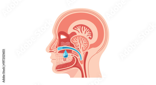 Detailed anatomical diagram of the human head showing a cross-section of the nose, throat, and sinus passages with a drop of water.